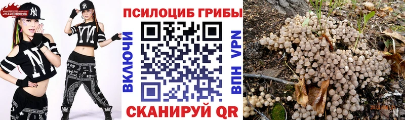 Купить закладки  Куровское  Псилоцибиновые грибы Psilocybine cubensis 